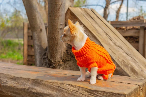 Chihuahua Catelus Într Pulover Portocaliu Portret Câine Alb Parcul Primăvară — Fotografie, imagine de stoc