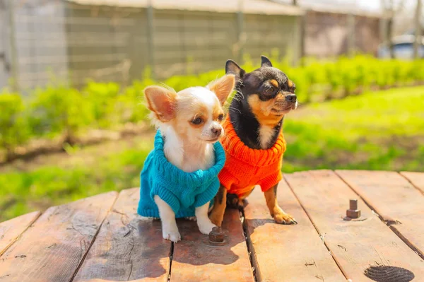 Doi Câini Chihuahua Stau Masa Grădină Chihuahua Pulovere Albastre Portocalii — Fotografie, imagine de stoc