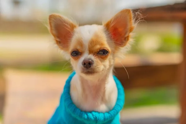 Mavi Kazaklı Bir Köpek Yavrusu Spring Park Beyaz Köpek Portresi — Stok fotoğraf