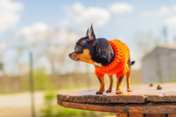 Chihuahua Bankta Oturuyor Chihuahua Nın Küstah Bir Görünüşü Var Chihuahua — Stok fotoğraf