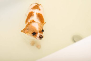 Küçük bir Chihuahua köpeği duşun altında beyaz bir küvette yıkanır. Chihuahua köpekleri yıkanır. köpek