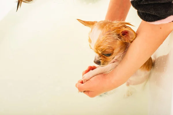 Perro Chihuahua Pequeño Lava Una Bañera Blanca Bajo Una Ducha — Foto de Stock