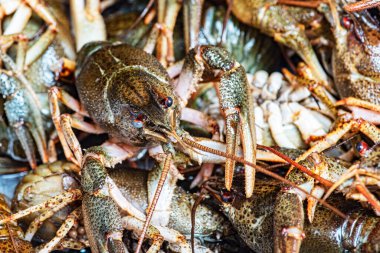 Bir sürü taze kerevit var. Çiğ kerevit boldur. Kerevit, yakın plan, nehir.