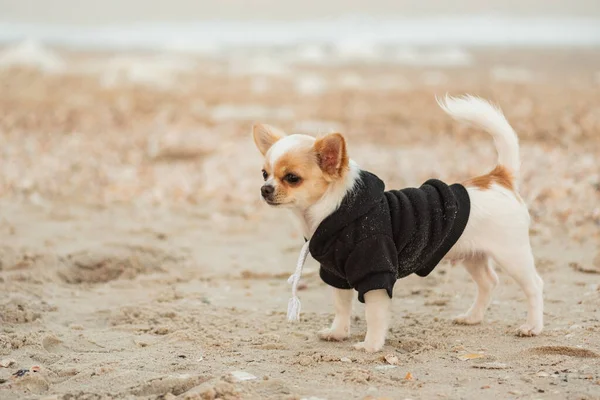 funny chihuahua dog on a beach. dog, pet, chihuahua puppy at sea. Dog in hooddy. Dog for a walk