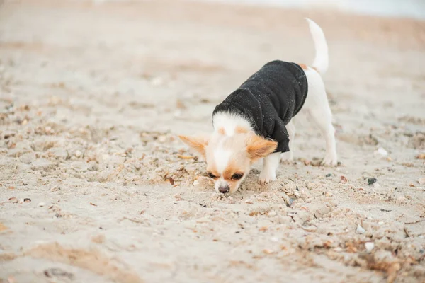 Perro Chihuahua Divertido Una Playa Perro Mascota Chihuahua Cachorro Mar — Foto de Stock