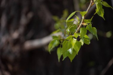 Ağaçtaki yeşil yapraklar. Baharda yeşil orman güneşi parkı