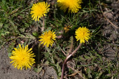 Karahindiba tarlası. Karahindiba çiçekleri sarıdır. Karahindiba çiçeği sarı arka plan