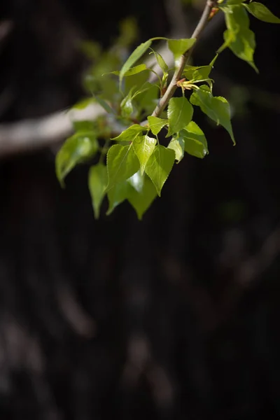 Green Leaves Tree Branch Spring Green Forest Sun Park — Stock Photo, Image