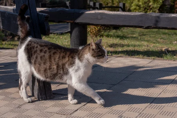 Szary Kot Wychodzi Spacer Kot Zwierzę Natura Zwierzę — Zdjęcie stockowe