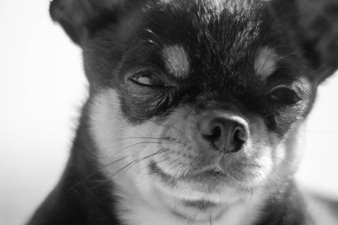 Komik siyah chihuahua. Chihuahua portresi. Yakın plan. Köpek yavrusu chihuahua küçük portresi
