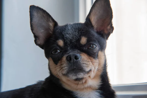 Chihuahua Preto Engraçado Retrato Chihuahua Close Cão Animal Chihuahua Pequeno — Fotografia de Stock