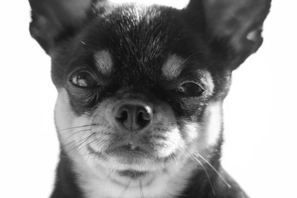Chihuahua Preto Engraçado Retrato Chihuahua Close Cão Animal Chihuahua Pequeno — Fotografia de Stock