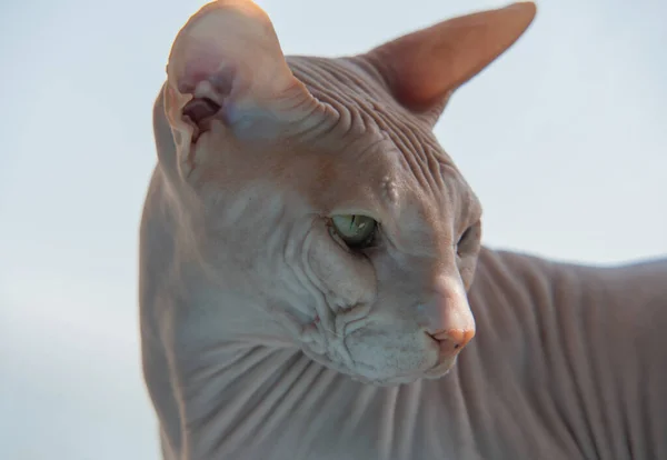 Sphynx Kot Przed Białym Tle Sphynx Kot Portret Zbliżenie — Zdjęcie stockowe