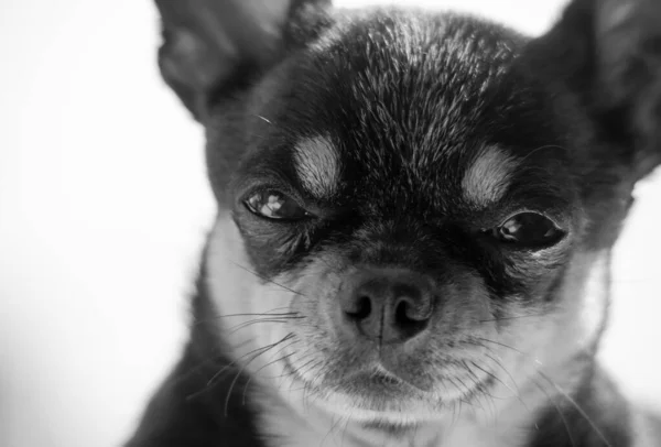 面白い黒Chihuahua Chihuahua肖像画のクローズアップ 犬動物Chihuahua小さな肖像画 — ストック写真