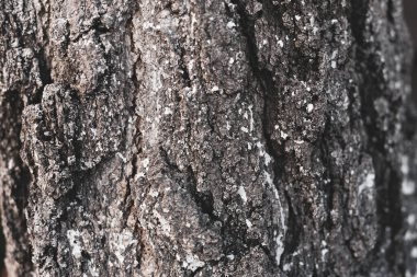 Huş ağacı kabuğu dokusu. doğal arkaplan