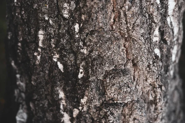 Textura Copacului Coajă Mesteacan Fundal Natural — Fotografie, imagine de stoc