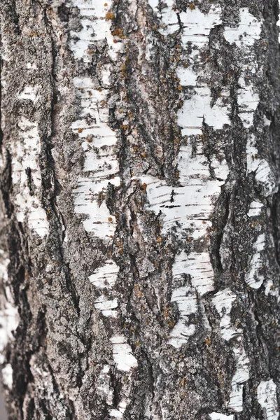 Struttura Della Corteccia Betulla Sfondo Naturale — Foto Stock