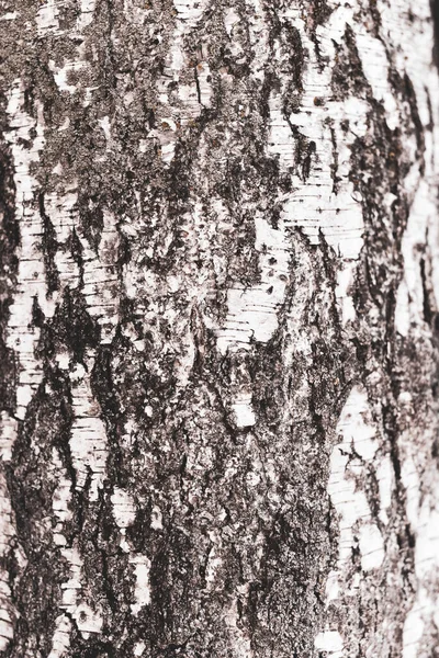 白樺の木のテクスチャ 自然的背景 — ストック写真