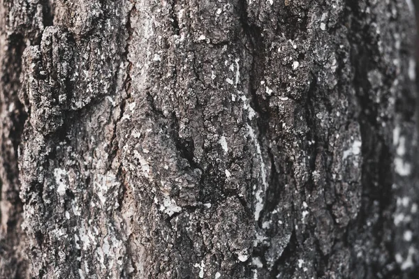 桦树树皮质感 自然背景 — 图库照片