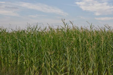 Mavi gökyüzü ve yeşil mısır tarlası. Gökyüzü mavi bulut arkaplan, iklim, hava günü,