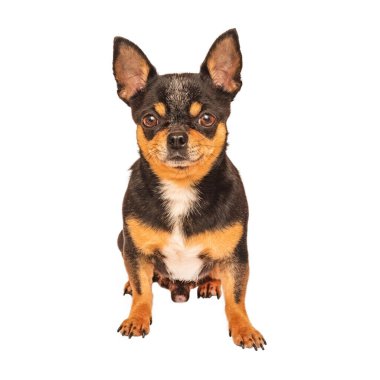 Chihuahua oturuyor, kameraya bakıyor, bembeyaz. Siyah chihuahua izole et.