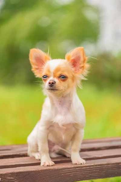 Zwierzak Długowłosy Szczeniak Chihuahua Siedzi Ławce Wiosną Biały Pies Chihuahua — Zdjęcie stockowe