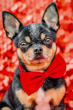 Komik hayvan koleksiyonu. Güzel bir chihuahua köpeği. Hayvan portresi. Şık bir fotoğraf. Kırmızı arkaplan