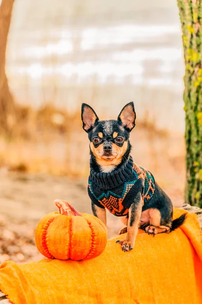 Halloween Îmbrăcat Chihuahua Pedigree Câine Chihuahua Îmbrăcăminte Aer Liber — Fotografie, imagine de stoc