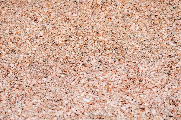 Nisip Scoici Seashells Sea Texture — Fotografie, imagine de stoc