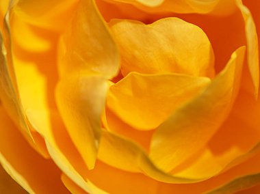 Sarı gül yaprakları kapanıyor. Gül sarısı desen.