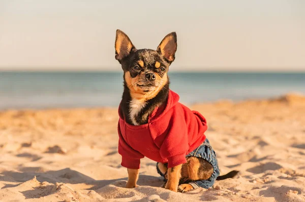 Hond Een Rode Sweater Jeans Vakantie Concept Chihuahua Zittend Het — Stockfoto