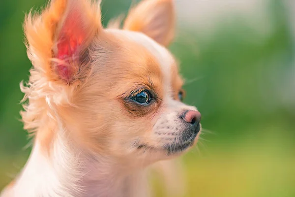 Kırmızı Beyaz Benekli Bir Chihuahua Chihuahua Köpek Yavrusu Kırmızı Benekli — Stok fotoğraf