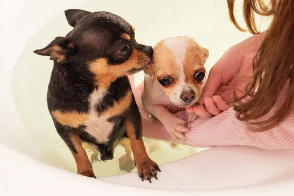 Retrato Dois Chihuahuas Puros Dois Cães Chihuahua Tomar Banho Banheira — Fotografia de Stock