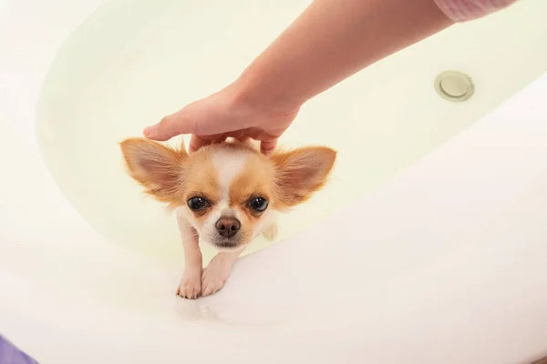 Pequeño Perro Chihuahua Marrón Lindo Chihuahua Blanco Baña Baño Cachorro — Foto de Stock