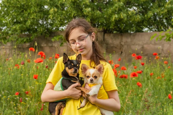 Fata Două Chihuahuas Braţe Vara Aer Liber Adolescenta Fata Fundal — Fotografie, imagine de stoc