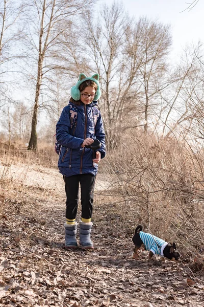 Adolescenta Pentru Plimbare Câinele Chihuahua Fată Jachetă Albastră Câine Chihuahua — Fotografie, imagine de stoc