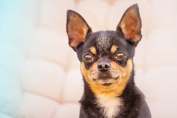 Chihuahua犬の黒い肖像画 ベージュの背景に犬 ペット — ストック写真