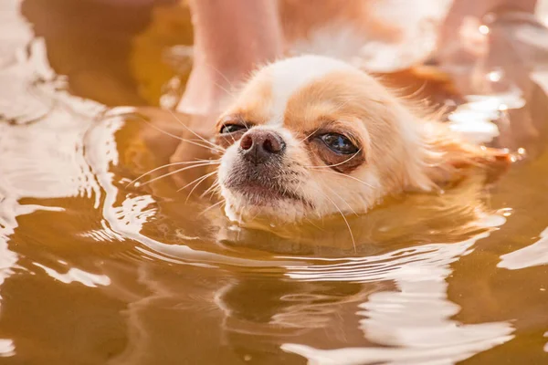 Perro Chihuahua Nada Río Abajo Manos Una Chica Fondo Para — Foto de Stock