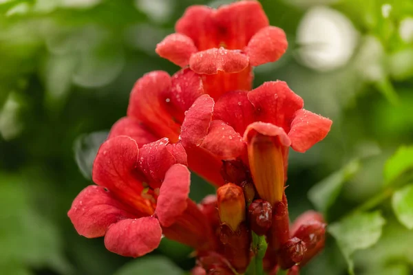 Tecoma Krzew Pomarańczowy Kolor Kwiat Roślin Zielonym Tle Tecoma Campsis — Zdjęcie stockowe