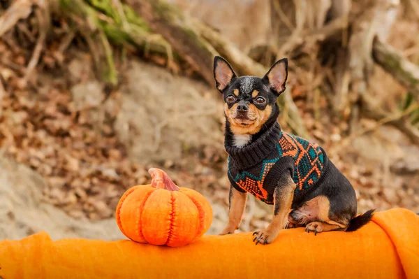 Portret Păr Scurt Drăguț Chihuahua Câine Dovleac Halloween Conceptul Halloween — Fotografie, imagine de stoc