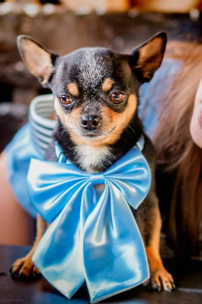 Chihuahua Portret Câine Arc Albastru Amuzant Câine Mic — Fotografie, imagine de stoc