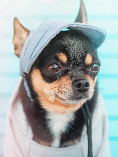 Chihuahua Hundporträtt Lustig Liten Hund Hund Basebollkeps Och Huvtröja — Stockfoto