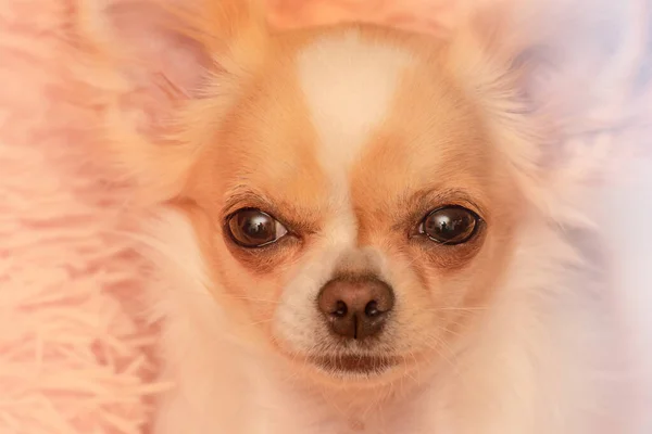 Battaniyenin Üzerinde Beyaz Chihuahua Köpeği Komik Suratlı Sevimli Sevimli Bir — Stok fotoğraf