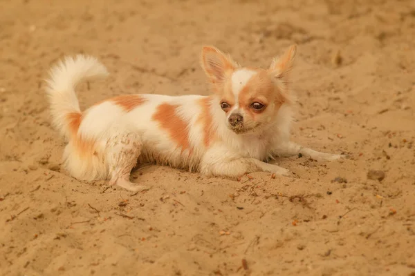Chihuahua Pies Leży Piasku Szczeniak Chihuahua Piasku Plaży — Zdjęcie stockowe