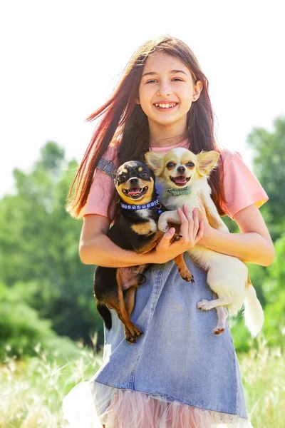 Tânăra Câinii Doi Câini Chihuahua Braţe Plimbare Animale Companie Aer — Fotografie, imagine de stoc