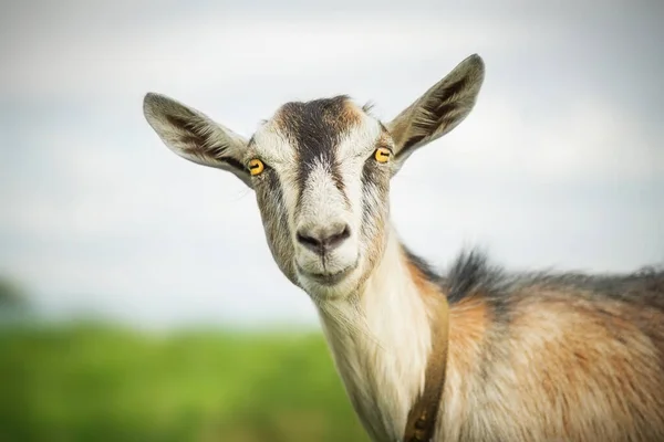 Goat Summer Outdoors Nature Portrait Goat — Stock Photo, Image