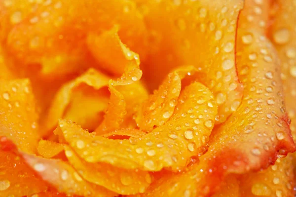 黄色のバラの開花の終わり 滴マクロ写真付きの花 — ストック写真