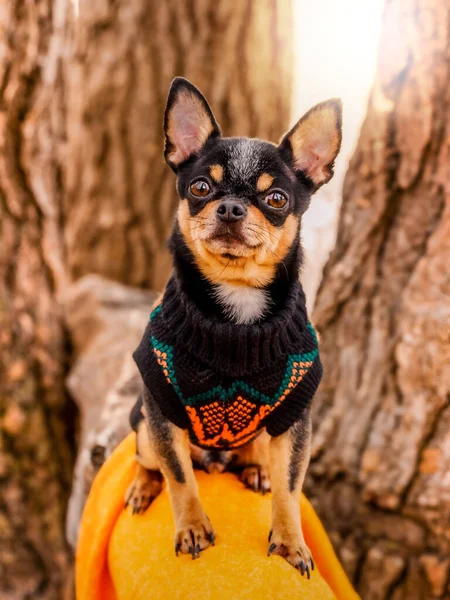 Purebred Chihuahua Plimbare Haine Portretul Unui Câine Într Pulover — Fotografie, imagine de stoc