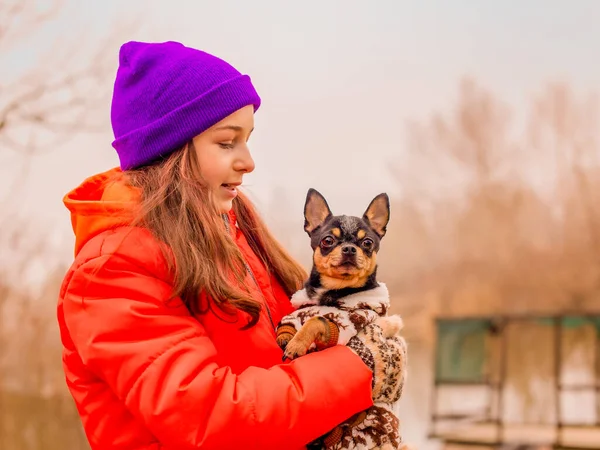 Właściciel Zwierzątko Mała Dziewczynka Pomarańczowej Kurtce Fioletowej Czapce Psem Chihuahua — Zdjęcie stockowe