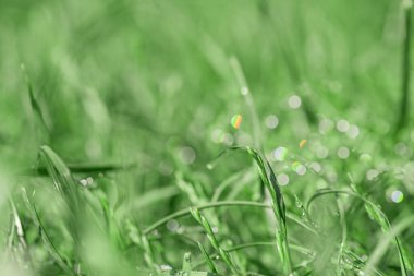 Doğal arkaplan yeşili. Su damlalarıyla ince odak noktası.